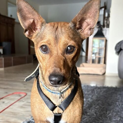 Gordo