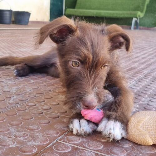 Hazelnut