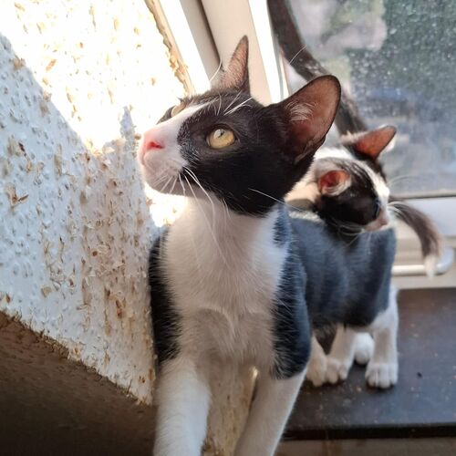 Oreo
