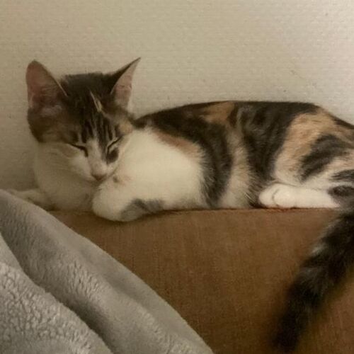Bella