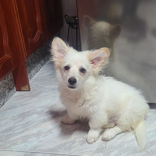 Puchi