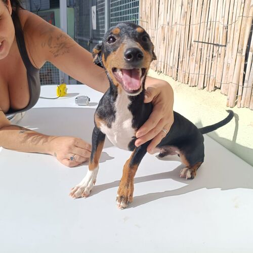 Tiko