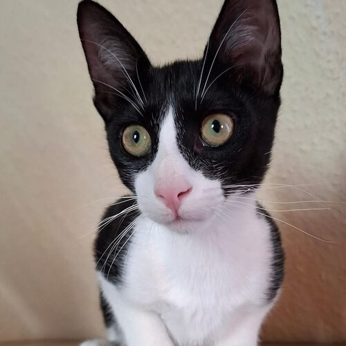 Oreo