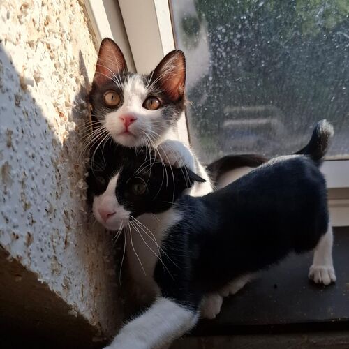 Oreo