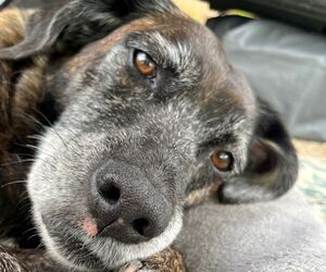 In Gedenken an Luna