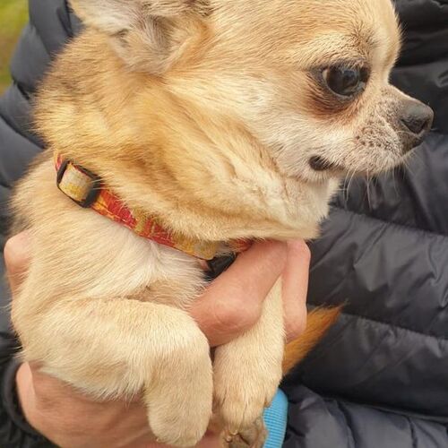 Tino