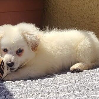 Puchi