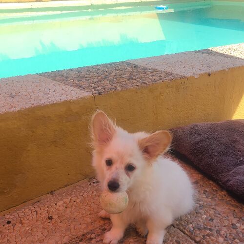 Puchi