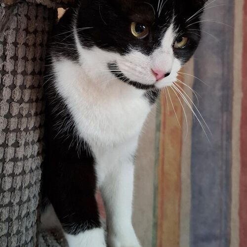 Leo