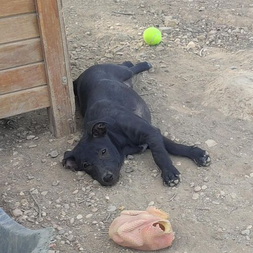 Cloe