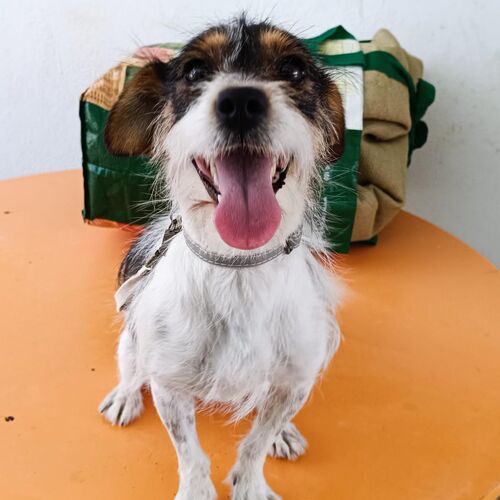 Perla