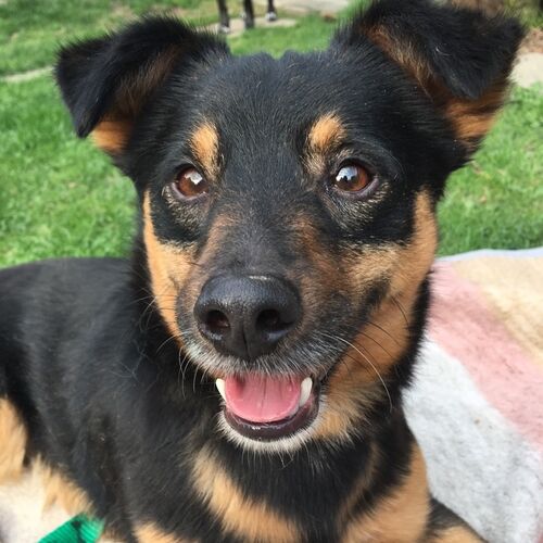 Astro