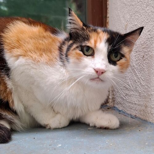 Merida
