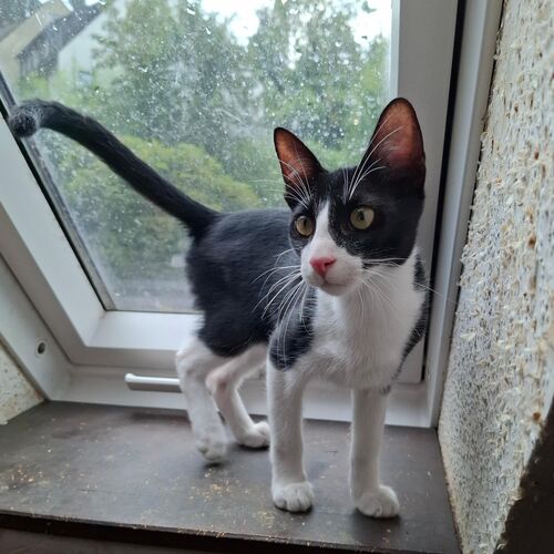Oreo