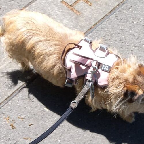 Trudi