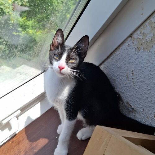 Oreo