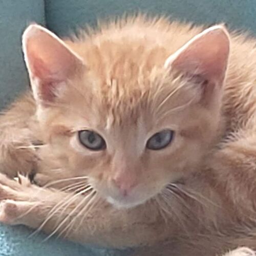 Oliver