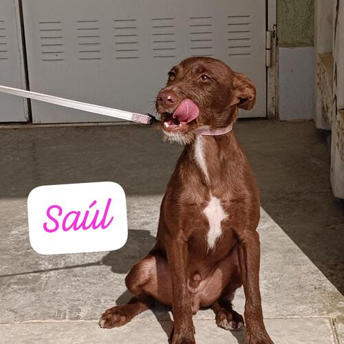Saul
