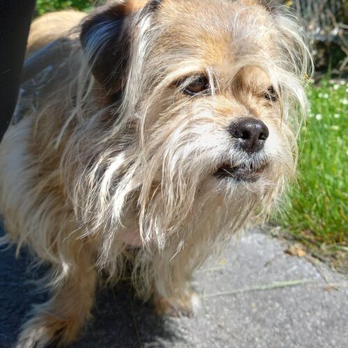 Trudi