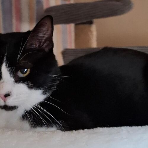 Leo