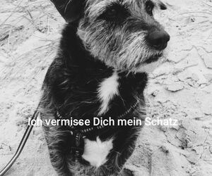 In Gedenken an Balou