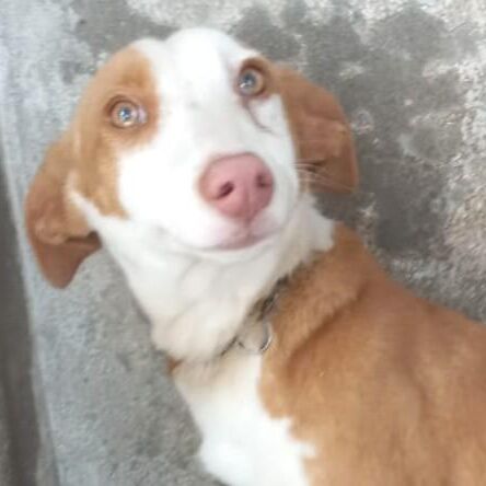 Tia
