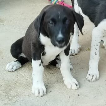 Max