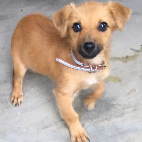 Stella