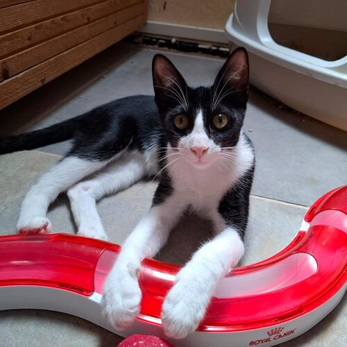 Oreo