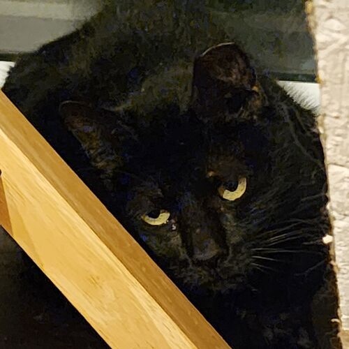 Bonita
