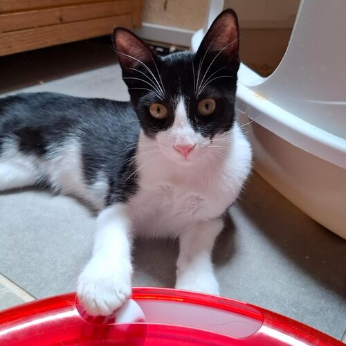 Oreo