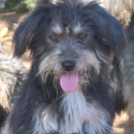 Heidi