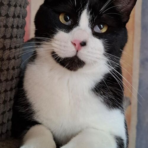 Leo