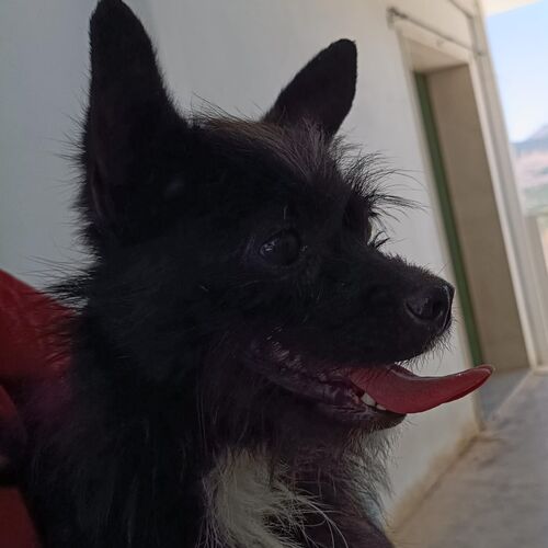 Dylan