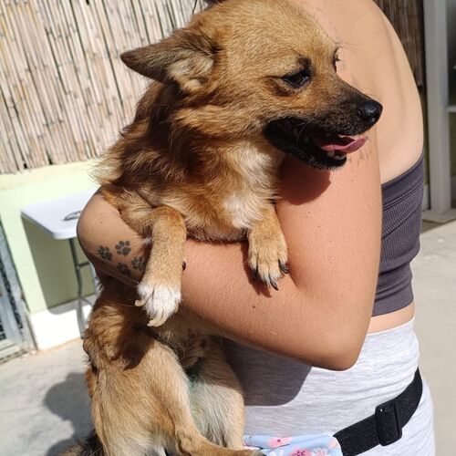 Dandy