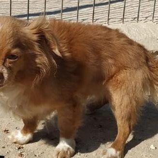 Hachi
