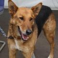 Happy Curro, Aug. 2014