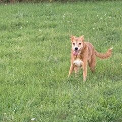 Hugo