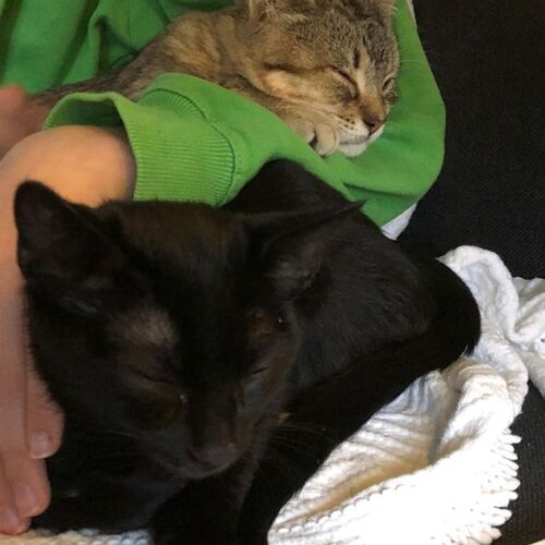 Greta und Elvis