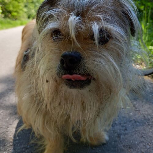 Trudi