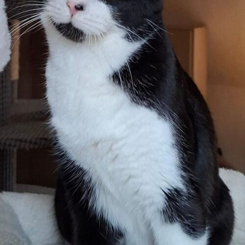 Leo