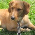 Happy Figo, April 2012
