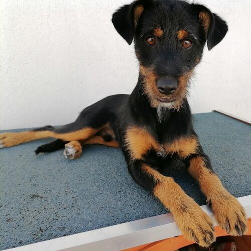 Olli