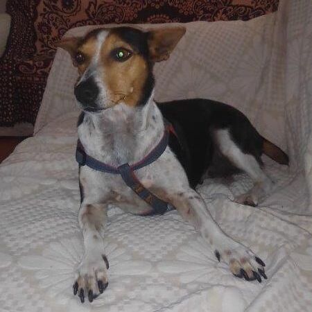 Freda