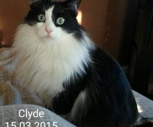 In Gedenken an Clyde