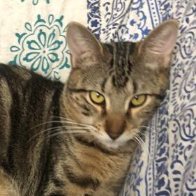 Tigre