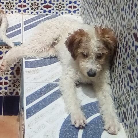 Mali