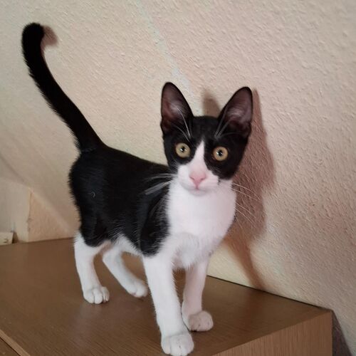 Oreo