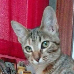 Atena