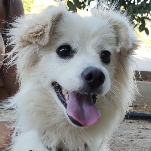 Elias